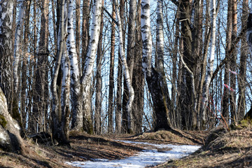 Beautiful birch grove in early spring