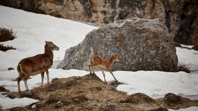 Mufflons in freier Wildbahn in den europ&auml;ischen Alpen.