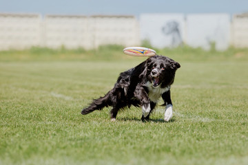 Border collie dog catching a plastic disc