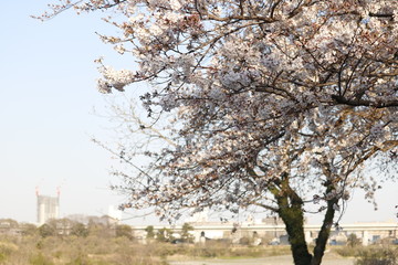 Obraz premium 桜 at 相模川三川合流地点