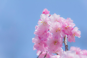 吉香神社の桜／山口県岩国市