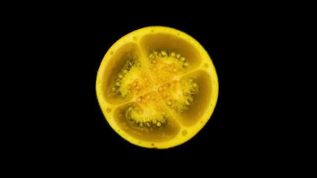 Top view from above of naranjilla fruit sliced in half on the rotating surface, isolated on the black background