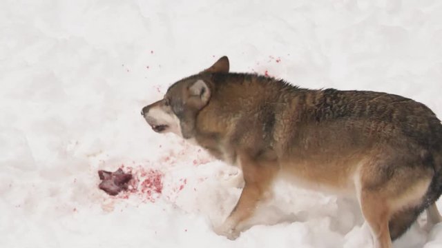 A large adult grey wolf in the forest eating the meat off of the carcass of its prey while hunting in the snow.