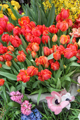 A diverse collection of tulips.Different shapes and colors of flowers.Beauty in plants.