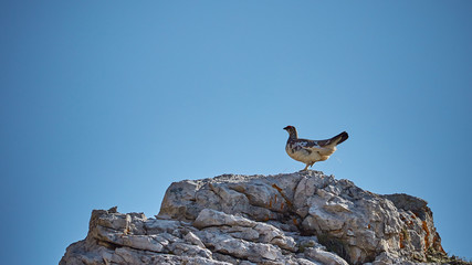 Ein Alpenschneehuhn in den italienischen Alpen.