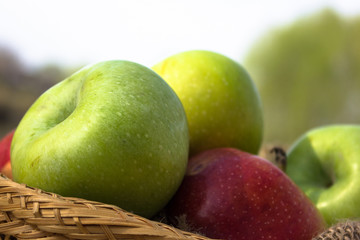 Apple harvest. Ripe green apples in the basket 