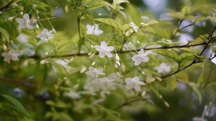 Flowers branch of a tree