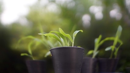 young plant in a pot