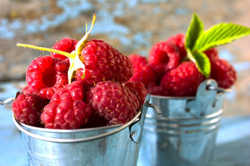 Basket full of raspberries closeup at raspberry bush with green leaves background. Summer harvest of berries