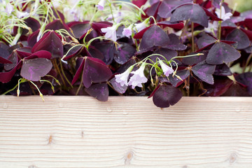 Bellflowers mauve with purple violet leaves, flowers growing in a pot on wooden  background 