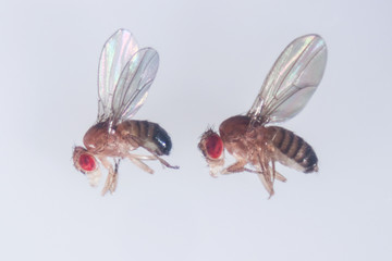 Study genetic of Drosophila melanogaster (fruit fly, vinegar fly) for education in laboratory. 