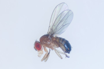 Study genetic of Drosophila melanogaster (fruit fly, vinegar fly) for education in laboratory. 