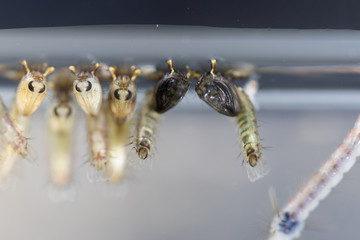 Mosquito Larva in the order Diptera, Anopheles sp. (Mosquito Larva) in the water for education.