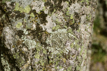 Mossy stone surface as texture and background for design. Closeup view of moss and lichen texture. 