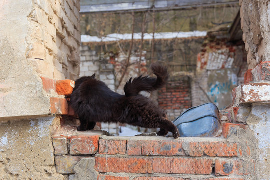 Homeless black cat sitting on the ruins of an abandoned house. Cat basking in the spring sun