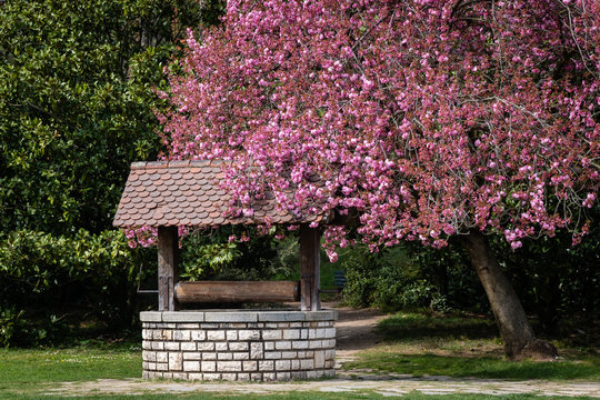 Puit et arbre en fleurs