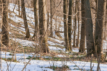 The woods in the spring. The sun is shining among the trees, the first thawed snow can be seen. The snow has melted in some places and the ground is already visible