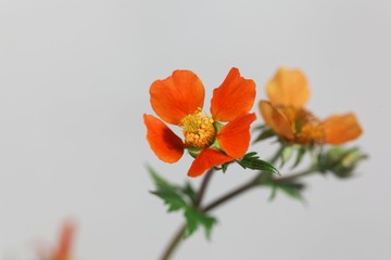 Dwarf orange avens, Geum coccineum