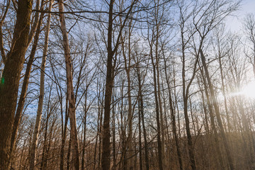 The woods in the spring. The sun is shining among the trees, the first thawed snow can be seen. The snow has melted in some places and the ground is already visible