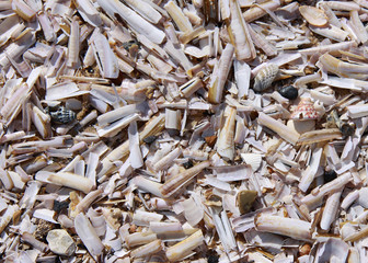 Razor shells broken on the beach full frame