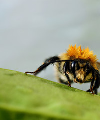 bee on flower