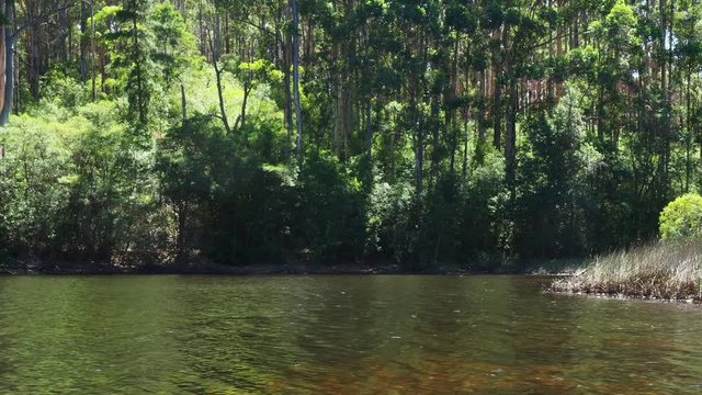 Tannin stained lake with dragonflies and forest background, polarised pan
