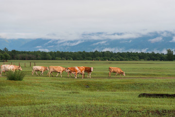Fototapeta premium Cows on field