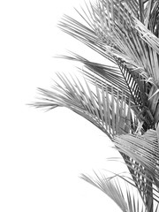 black and white palm leaf tree