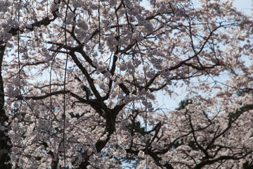 cherry blossoms in Kyoto in the temples of Daigo-Ji, details, flowers, branches, blue sky during the hanami