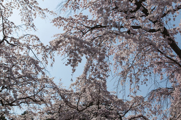 cherry blossoms in Kyoto in the temples of Daigo-Ji, details, flowers, branches, blue sky during the hanami