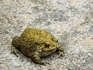 Toad on the floor