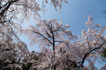 cherry blossoms in Kyoto in the temples of Daigo-Ji, details, flowers, branches, blue sky during the hanami