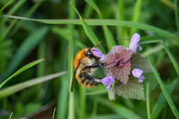 Carder Bumblebee on Dead Nettle Flowers in Springtime
