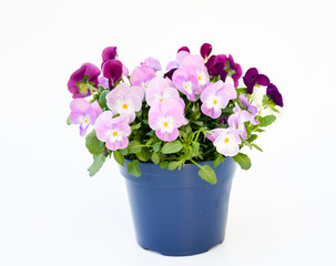 Beautiful pansy viola flower in tricolor, white, yellow and violet or purple growing in blue pot on White background.  Idea plant to put in garden or balcony for decorate in summer season.