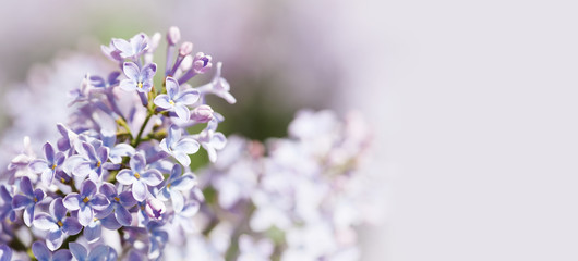 Beautiful flowers springtime wallpaper background. Blossoming Syringa vulgaris lilacs bush violet purple flowers. lilac blooming plants, soft focus photo. copy space