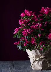 Azalea flower is in a pot on the boards. The image in the dark key