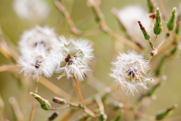Fluffy wild flowers summer background. Shallow depth of field, selective focus