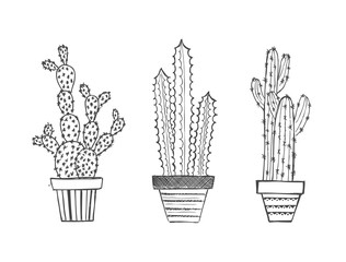 Cactus isolated on white background.