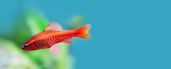 Underwater aquarium still life scene. Red color tropical fish Barb Puntius titteya swim on soft...