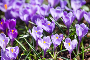 A field of flowering crocuses on a spring sunny day. Photo of plants with violet petals, selective focus