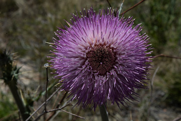 Blooming Thistle