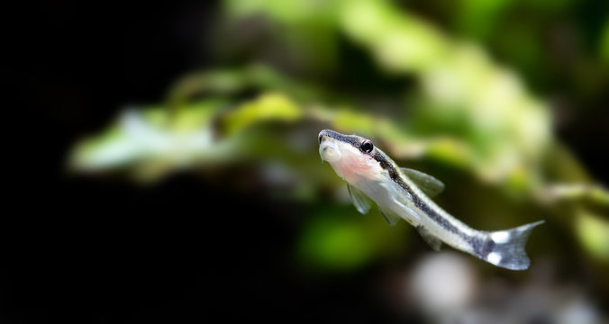 Otocinclus macrospilus vitattus aquarium fish. Armored oto catfish dwarf sucker. perfect algae eater. macro view, soft focus