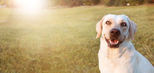 BANNER HAPPY LABRADOR DOGS  RETRIEVER SITTING IN THE GRASS ON SUMMER SUNSET LIGHT.