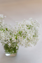 A bouquet of white spring flowers