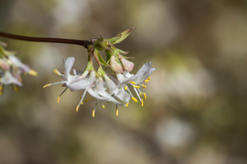 Honeysuckle Flowers in Bloom in Winter