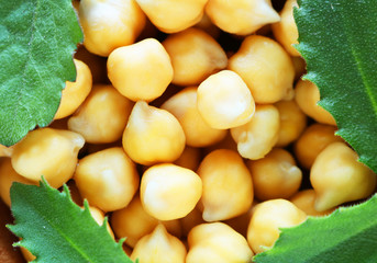 Grains of chickpea close-up. Chickpeas contains a lot of protein.