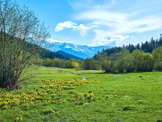 Fototapeta na wymiar Green spring meadow in the mountains of Svaneti