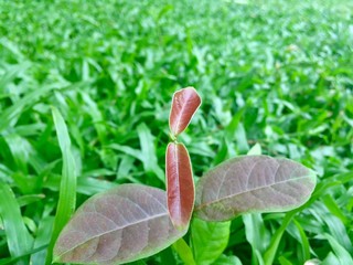 Rebirth and color of nature