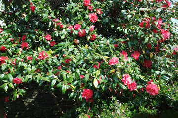 Pink blossom with green leaves