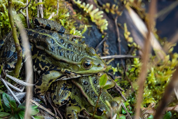 Water Frogs Mating By Pond in Springtime